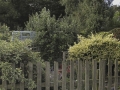 Garden-Blackburn-Rd--4